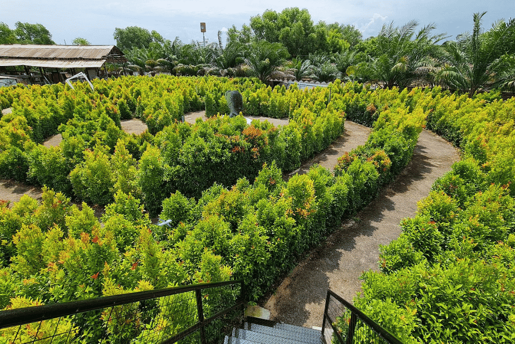 Green hedge maze with winding paths seen from above at the PD Maze