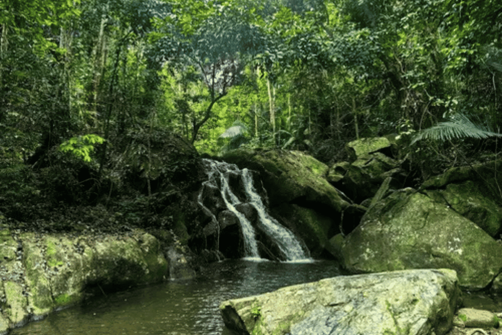 A small waterfall and stream running through dense green rainforest on Tioman