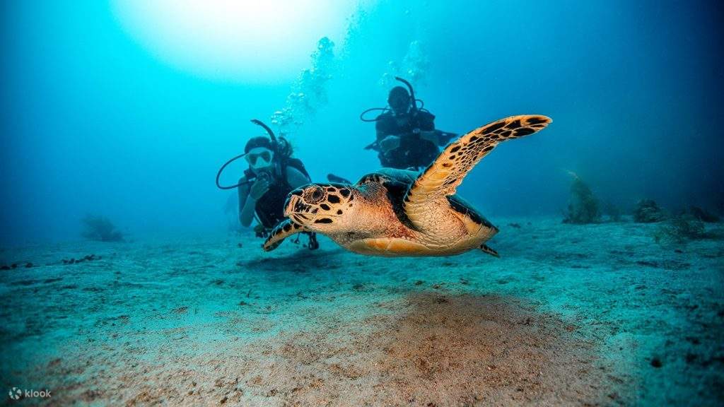 Two scuba divers watch a hawksbill turtle glide over the seabed underwater