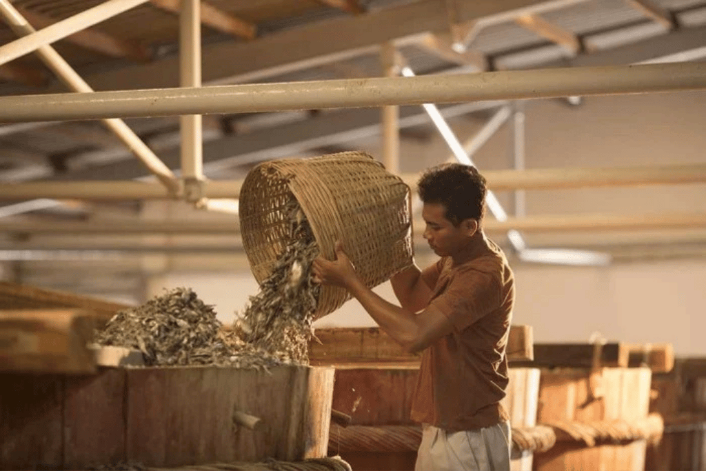 Worker tipping a basket of anchovies into a wooden fermentation barrel at a fish sauce factory