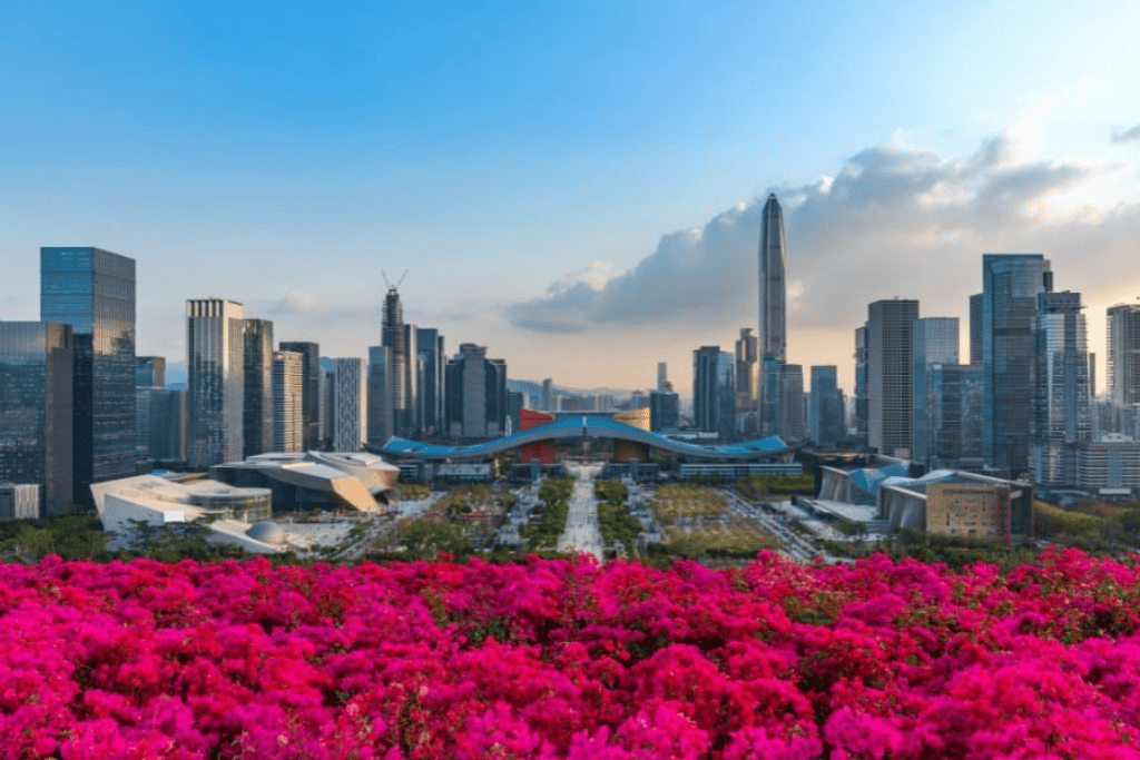 Pink bougainvillea in bloom overlooking the Shenzhen skyline from Lianhuashan Park