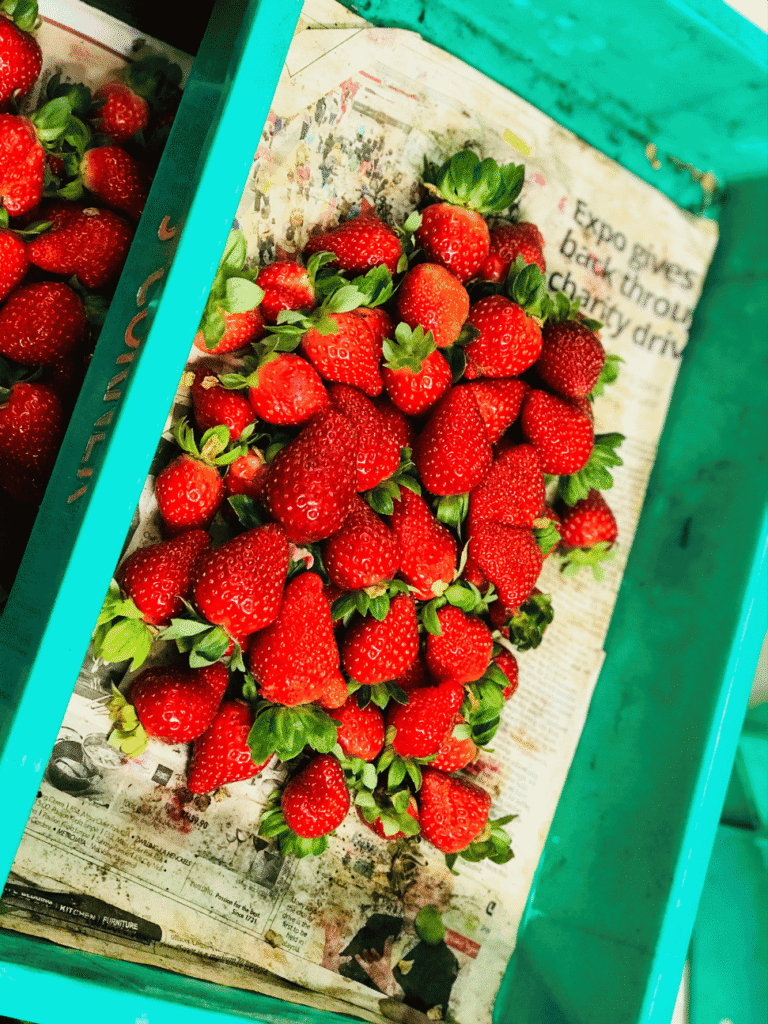 A box of freshly picked red strawberries in Cameron Highlands
