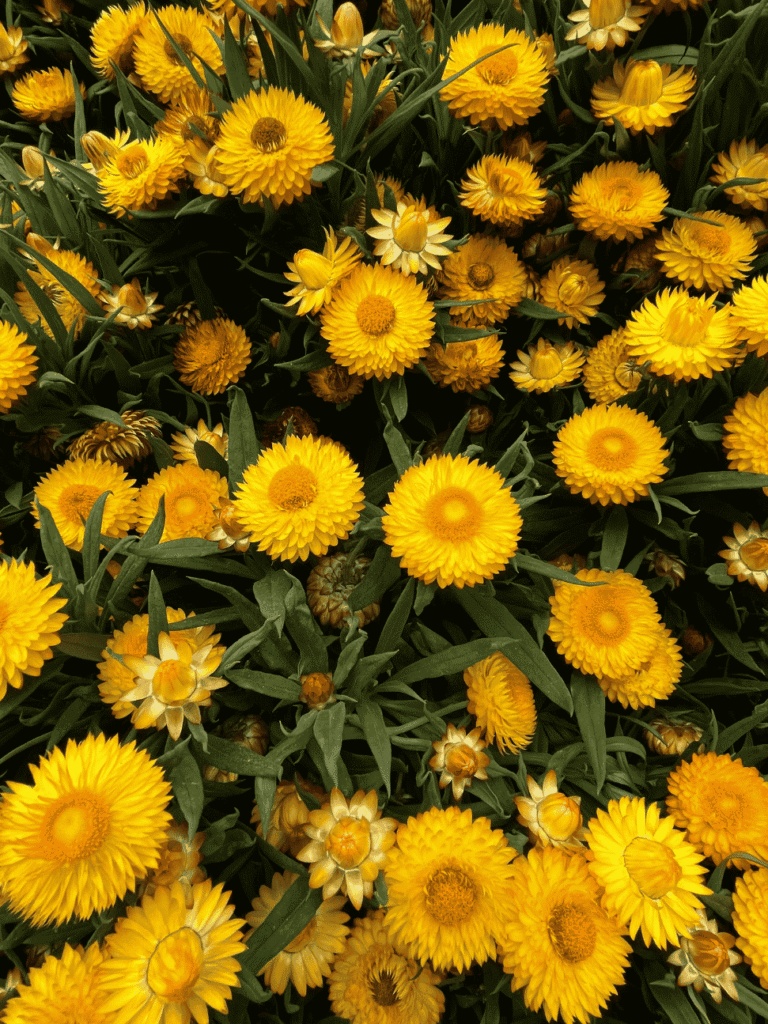 A dense bed of yellow everlasting strawflower blooms in Cameron Highlands