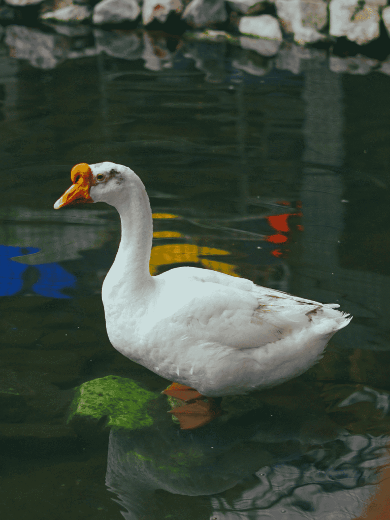 A white goose swimming on a pond in Cameron Highlands