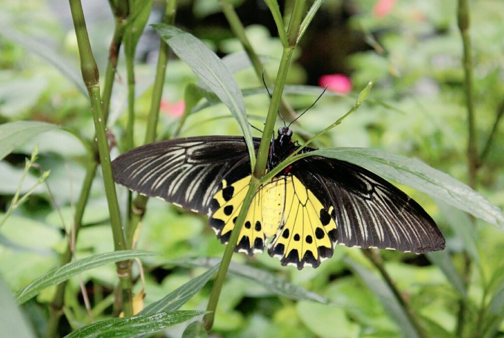Black and yellow birdwing butterfly resting on a leaf at the Cameron Highlands Butterfly Garden