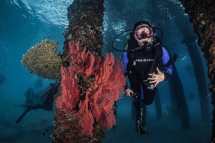 Scuba diver beside a jetty pillar covered in red sea-fan coral underwater