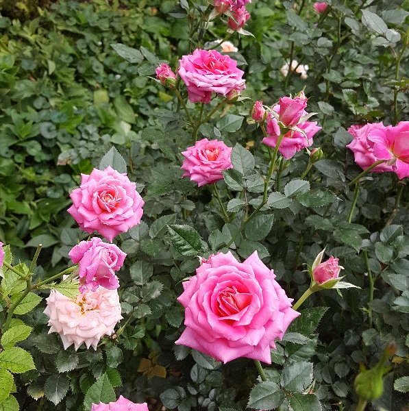 Pink roses blooming in a garden at the Rose Centre, Cameron Highlands