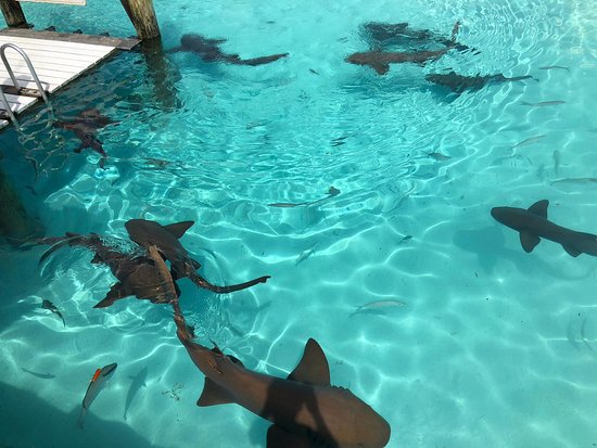Several juvenile reef sharks swimming in clear shallow water beside a jetty