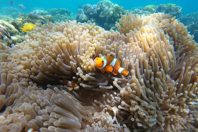 Orange-and-white clownfish sheltering in a sea anemone on a coral reef