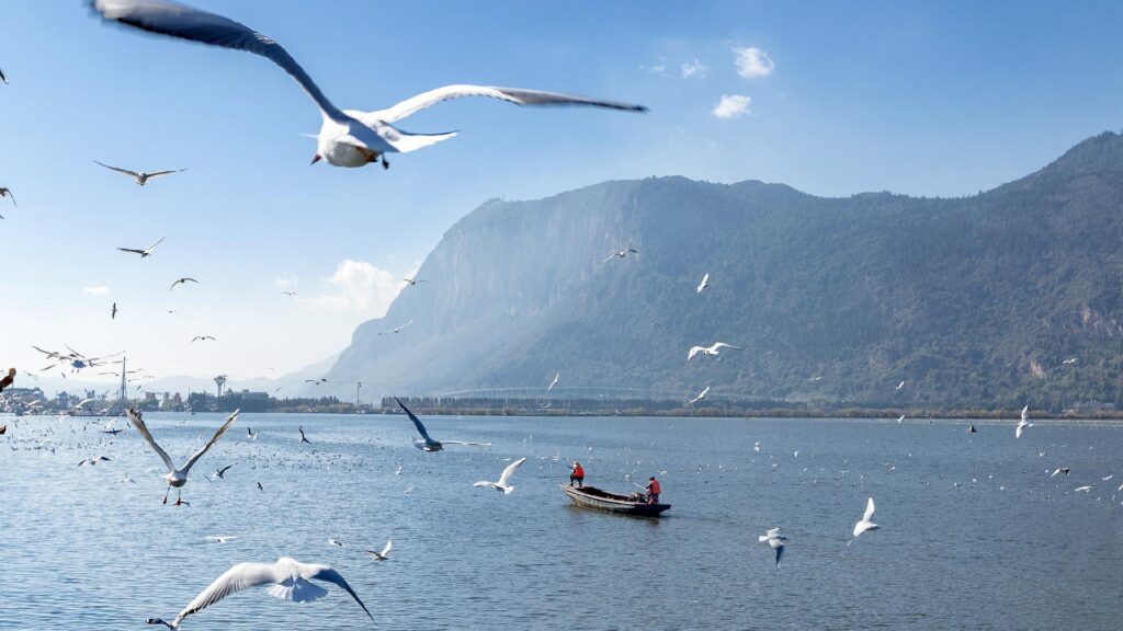 Black-headed seagulls flying over Dianchi Lake with a fishing boat and mountain behind