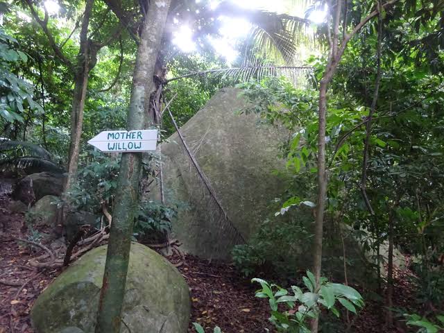 A jungle trekking trail past a large granite boulder and a hand-painted wooden sign