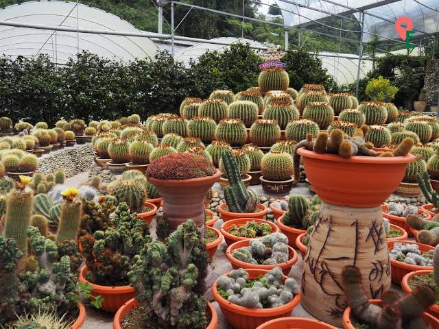 Rows of potted cacti and succulents inside a greenhouse at Cactus Valley, Cameron Highlands