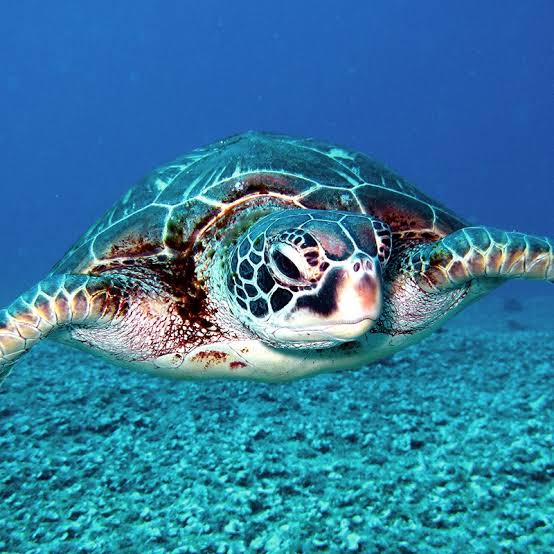 Split over-under view of coral below the surface and jungle peaks with palms above on Tioman