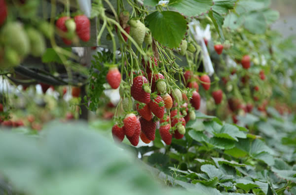 Ripe red strawberries growing on the vine in a Cameron Highlands farm row