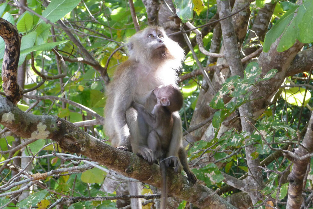 A long-tailed macaque with a baby clinging to it, perched in jungle trees