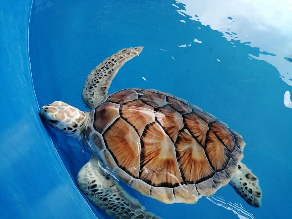 A sea turtle swimming in a bright blue tank at the Ornamental Fish Centre
