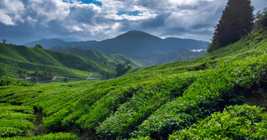 Rolling green tea plantation hills under a cloudy sky in Cameron Highlands
