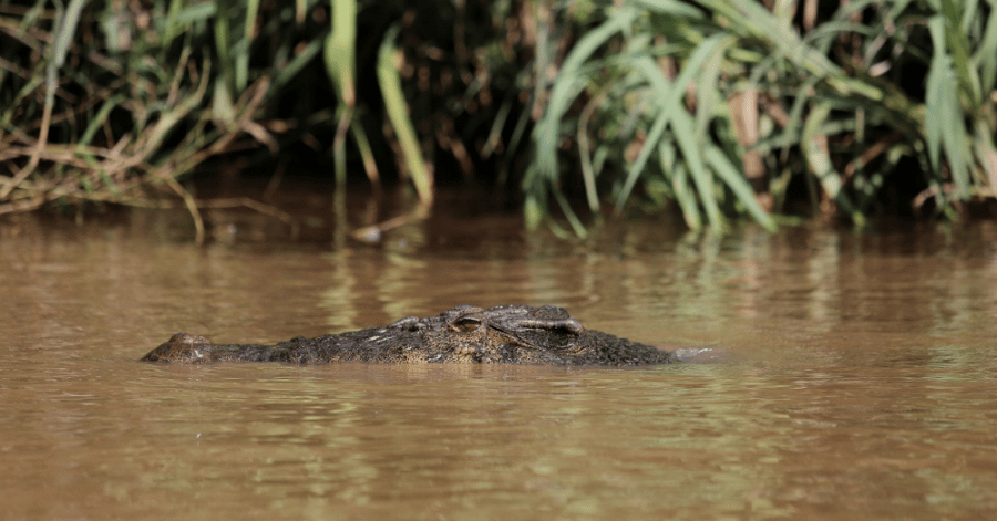 A saltwater crocodile partly submerged in muddy brown water near the shore