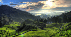 Sun rising over rolling green tea plantation terraces and misty hills in Cameron Highlands
