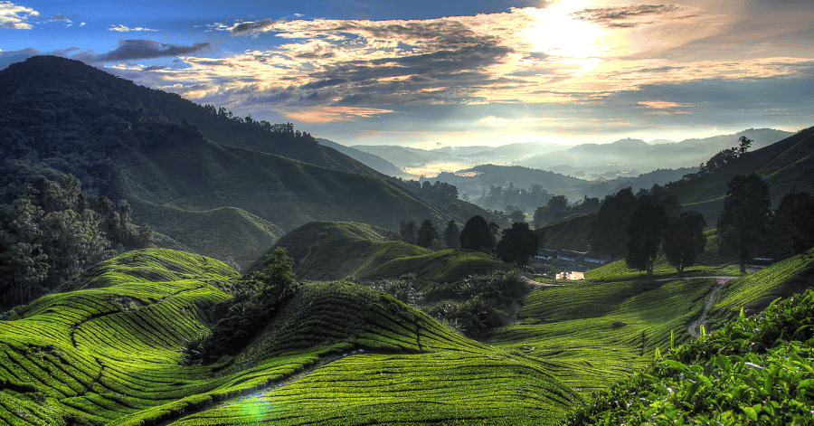 Sun rising over rolling green tea plantation terraces and misty hills in Cameron Highlands