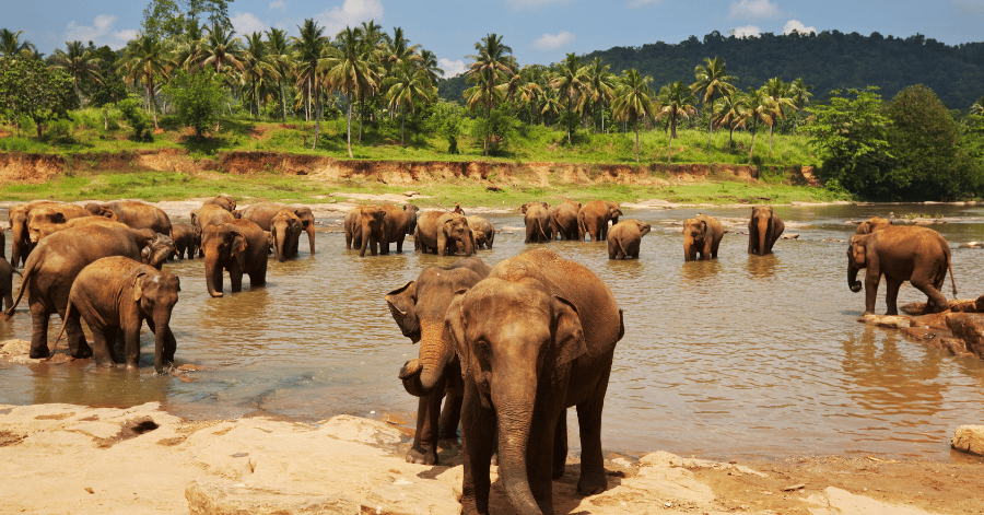 A herd of elephants standing in a river lined with palm trees in Sri Lanka