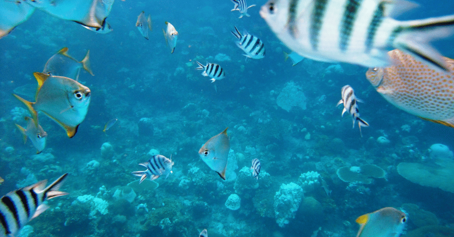 Schools of striped tropical fish swimming over coral in clear water