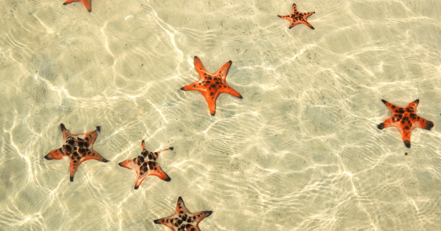 Bright red starfish resting in clear shallow water at Rach Vem, Phu Quoc