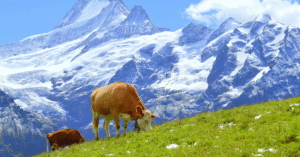 Brown cows grazing on a green alpine meadow below towering snow-capped Swiss mountains