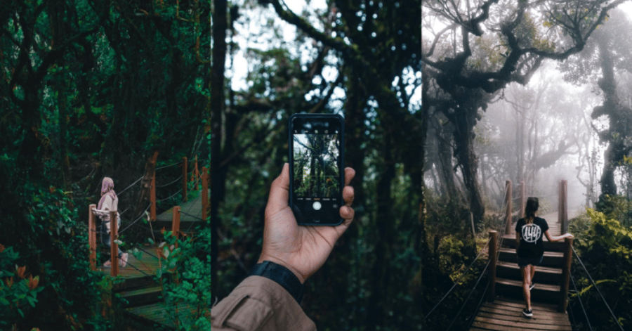 Misty moss-covered cloud forest with a boardwalk through the trees at the Mossy Forest