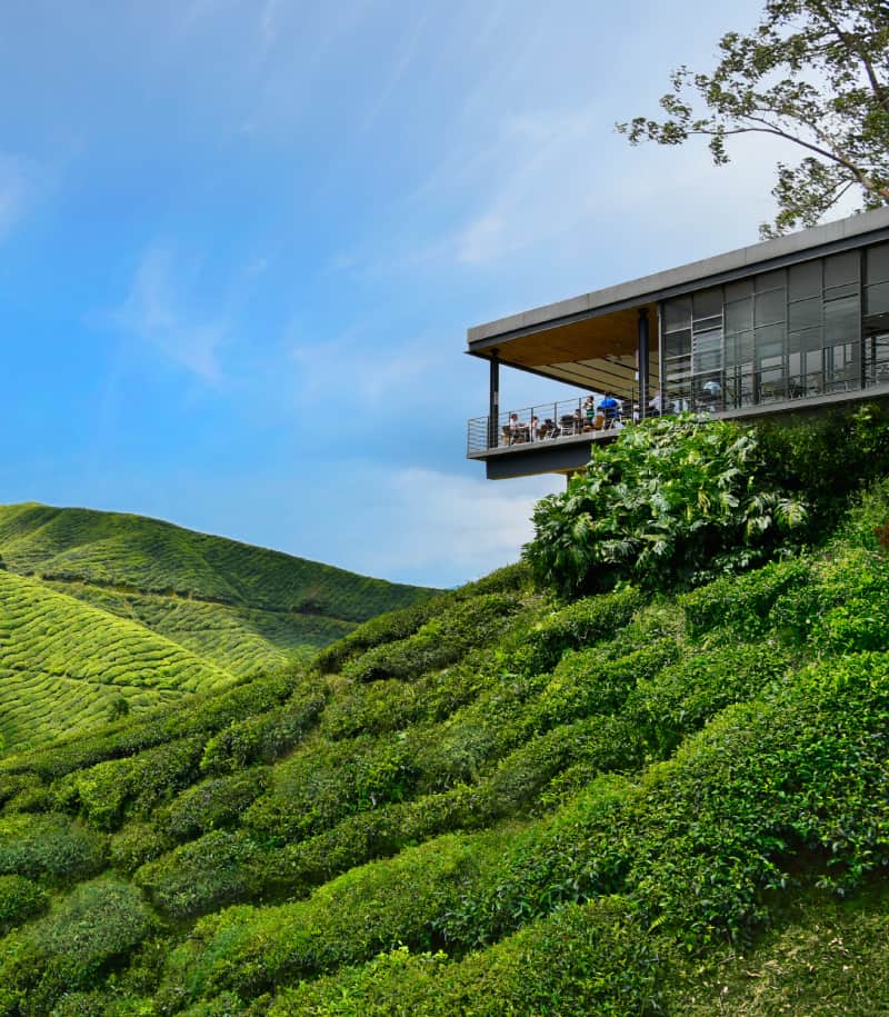 BOH Sungai Palas tea centre cafe perched above terraced green tea slopes