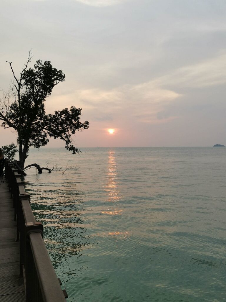 Sun setting over calm sea seen from a boardwalk with a lone mangrove tree