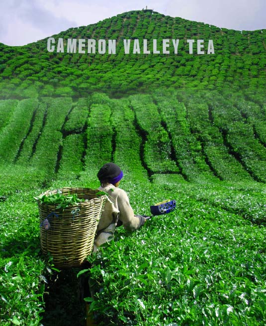 A tea picker with a basket harvesting leaves on the green Cameron Valley tea plantation