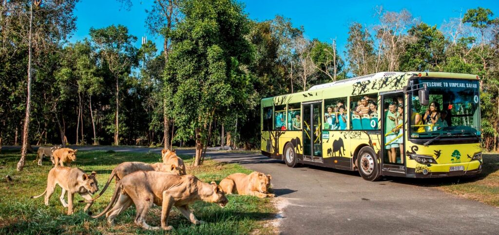Lions walking beside a Vinpearl Safari tour bus on the open-range safari drive