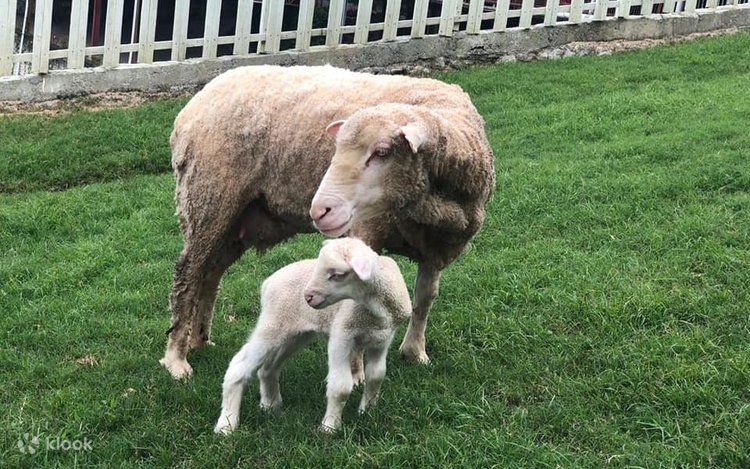 A ewe and a young lamb standing on grass at the Cameron Highlands Sheep Sanctuary