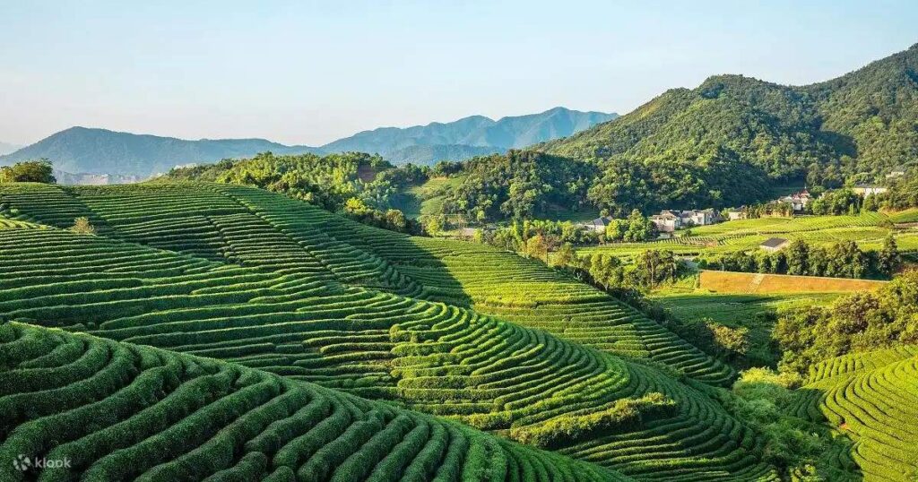 Things to do in Hangzhou: Meijiawu Tea Village (梅家坞)