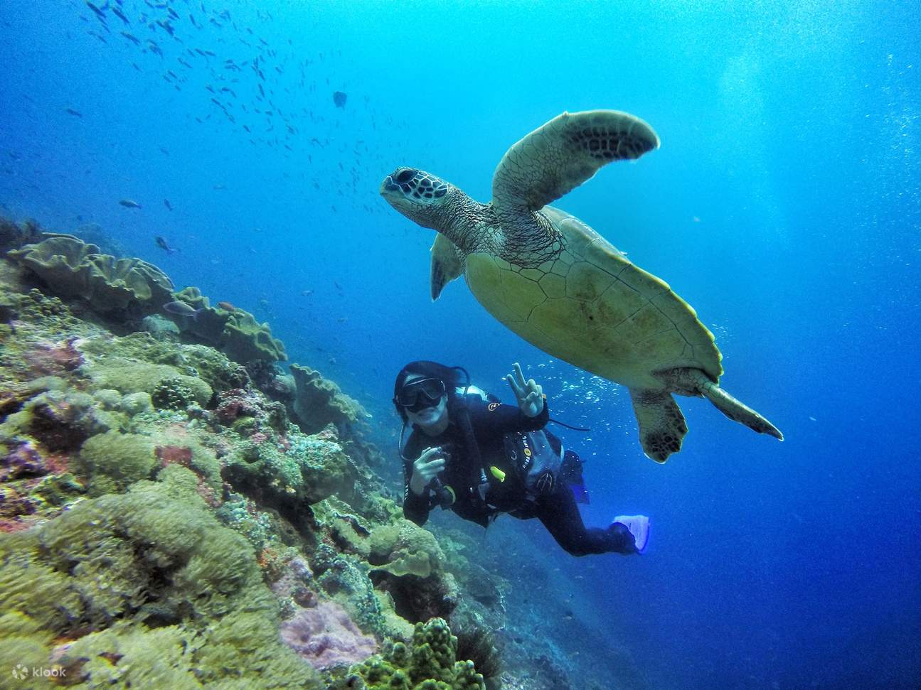 A scuba diver beside a green sea turtle over the coral reef off Nusa Penida