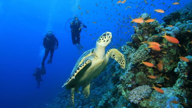 A sea turtle swimming past a coral reef with orange fish and two scuba divers in the blue behind