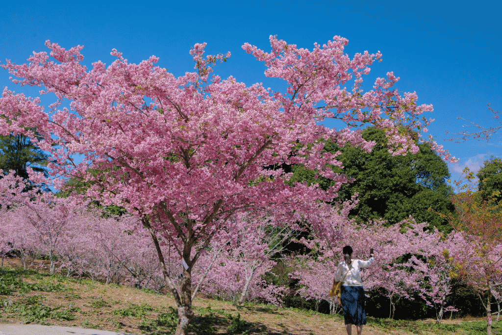 A large pink cherry blossom tree in full bloom under a blue sky as a visitor takes a photo