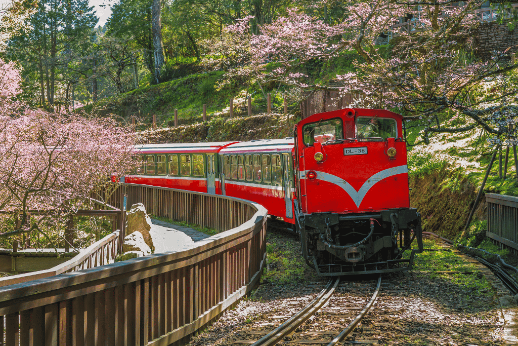 The red Alishan Forest Railway train passing cherry blossoms on a mountain track in Taiwan