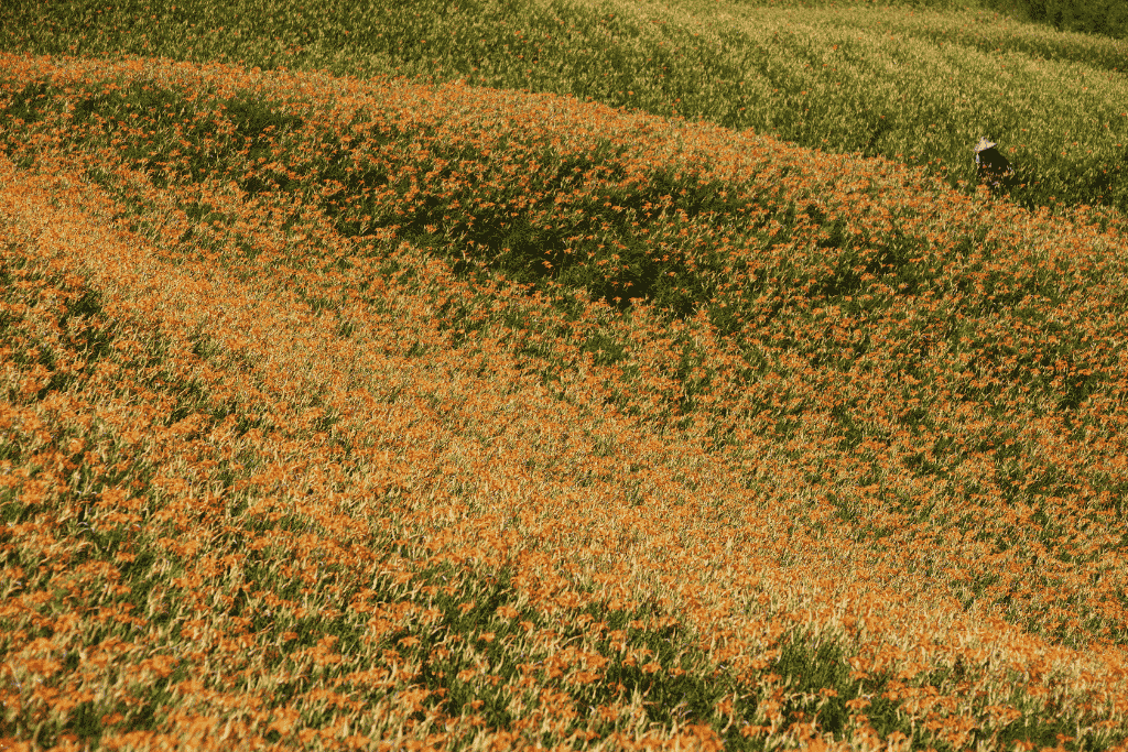 A hillside carpeted in orange golden-needle daylily flowers in late summer in Taiwan