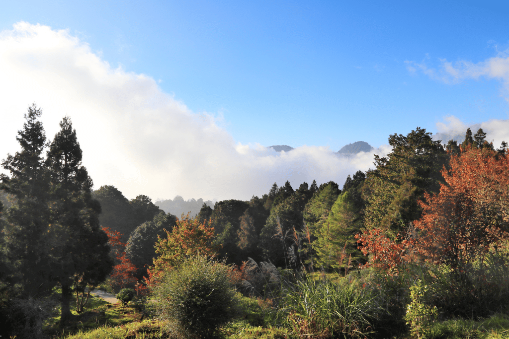 Red and orange autumn foliage among evergreens with misty mountains under a blue sky in Taiwan