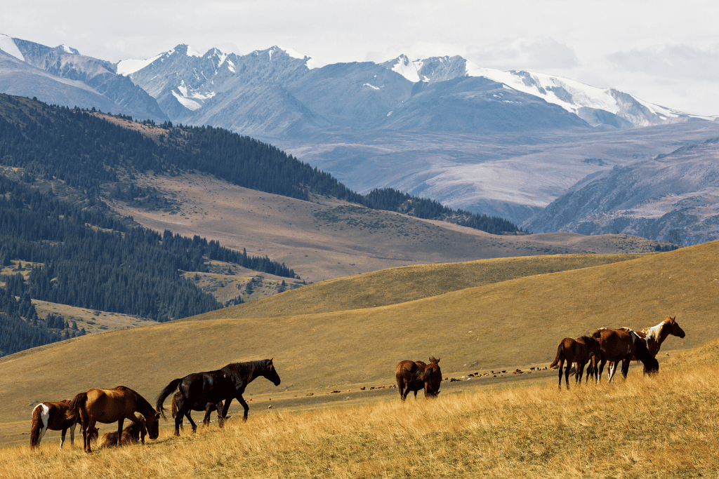 Wild horses grazing on golden steppe below snow-capped mountains