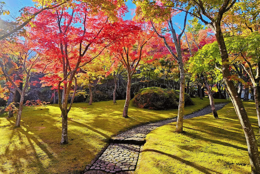 A stone path through a moss garden with bright red autumn maples