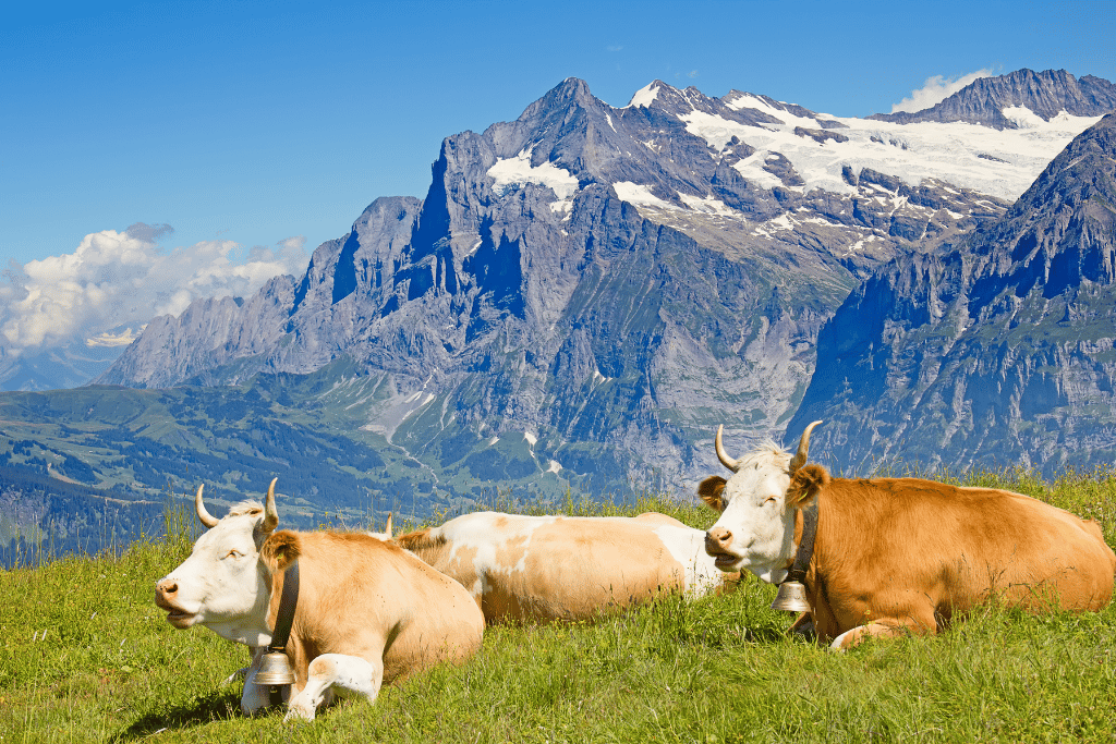 Three brown-and-white cows with bells resting on a meadow below a rocky peak