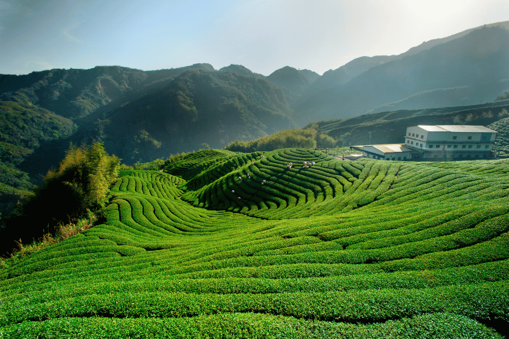 Rows of green tea terraces curving over hills with mountains behind in Taiwan