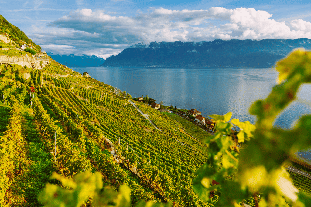 Terraced vineyards dropping to Lake Geneva, with mountains across the water