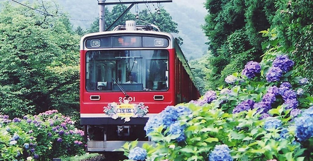 A red Hakone Tozan mountain train passing blue and purple hydrangeas in summer