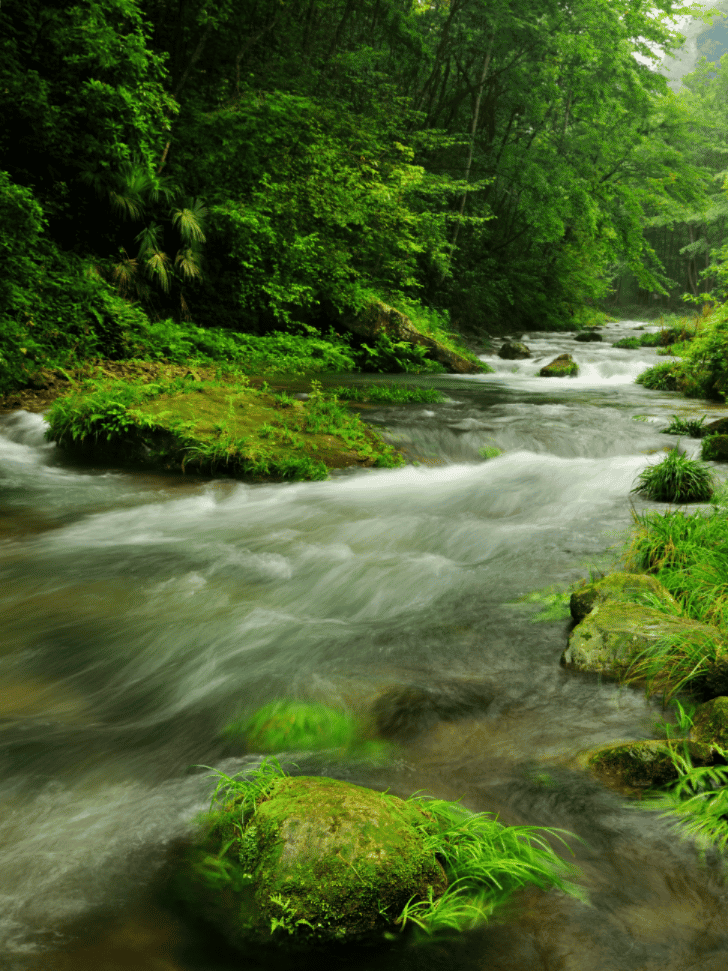 A clear stream rushing over mossy rocks through green forest at Golden Whip Stream
