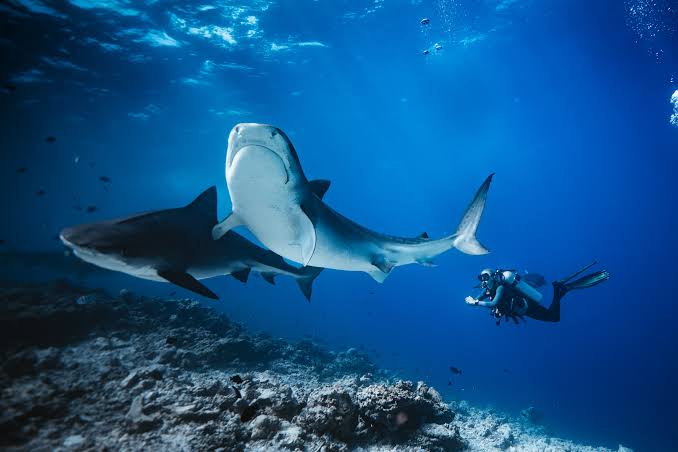 A tiger shark cruises past a scuba diver over a reef in the deep blue Maldives