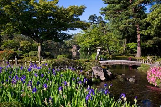 Purple irises blooming beside a pond and stone bridge in Kenroku-en Garden